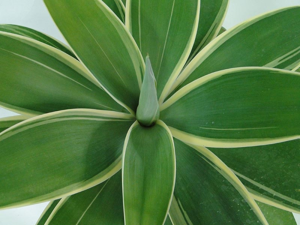 Agave%20Ray%20of%20Light%20closeup%2010in%20121148902.jpg
