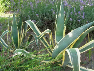 Agave%20variegado.jpg