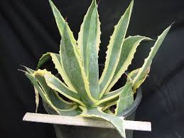 Agave%2520americana%2520variegata.jpg