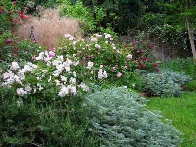 agave-%26-rose-border.jpg