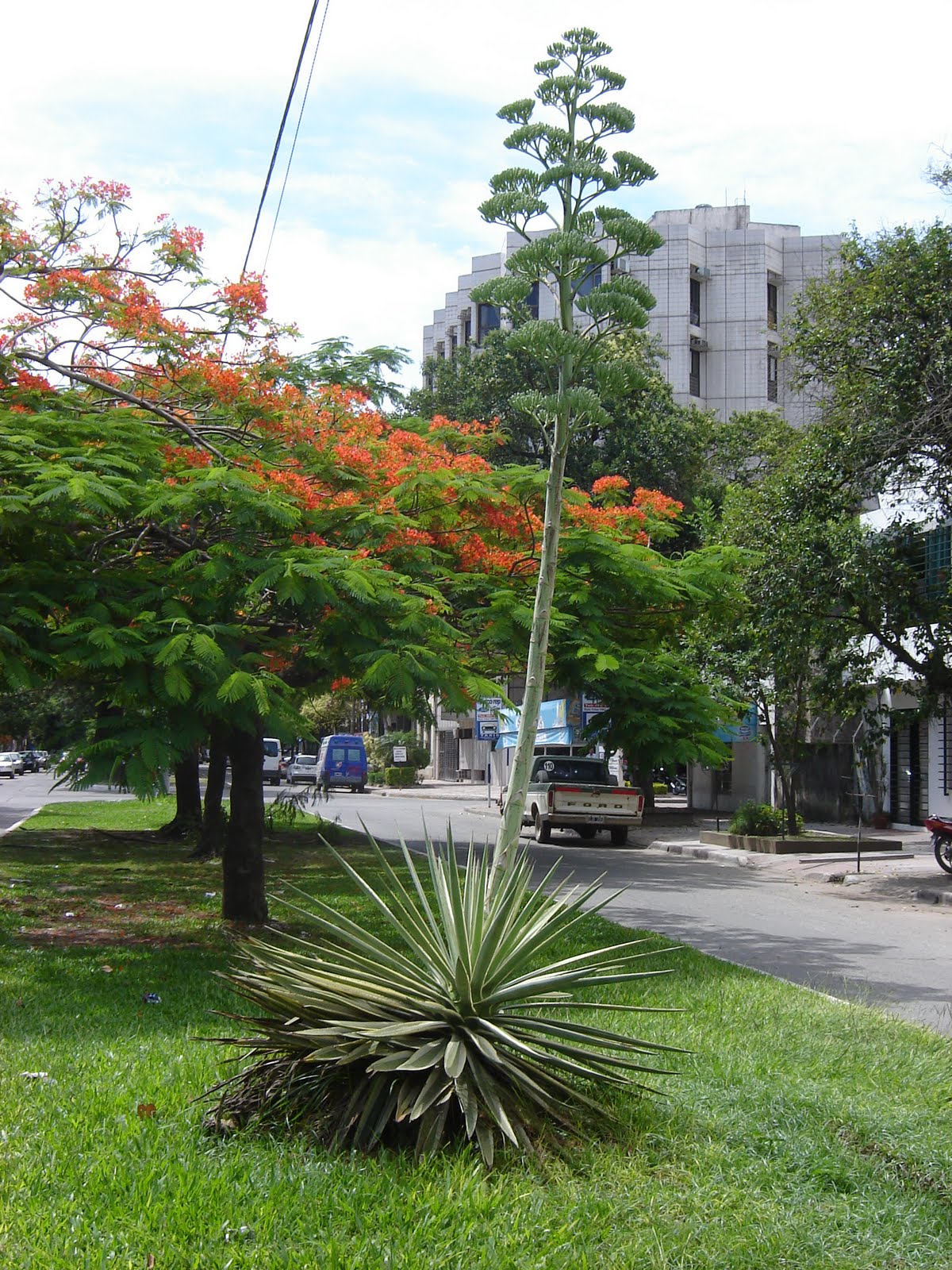 Agave%2Ba1.jpg