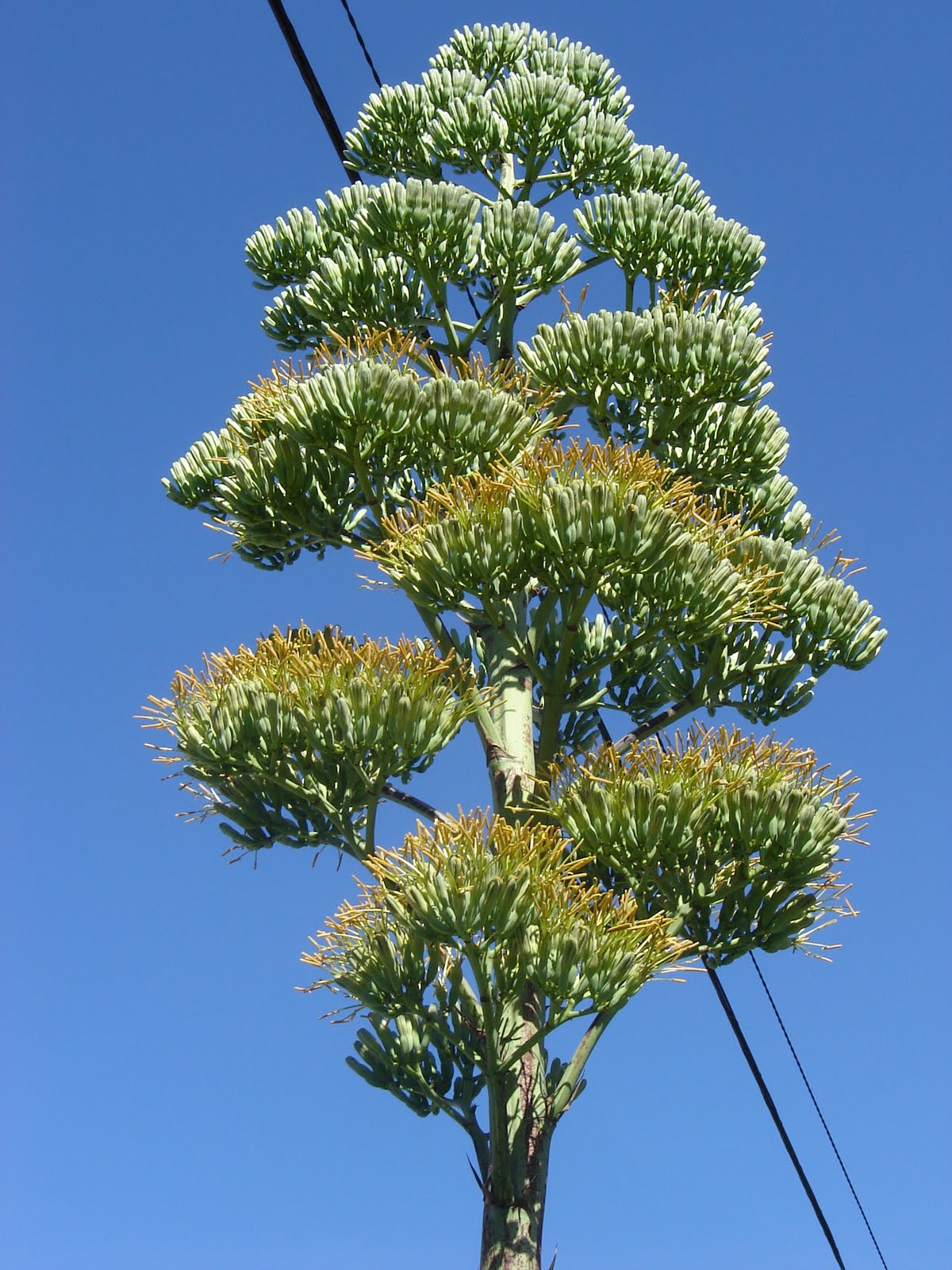 Agave%2Ba5.jpg