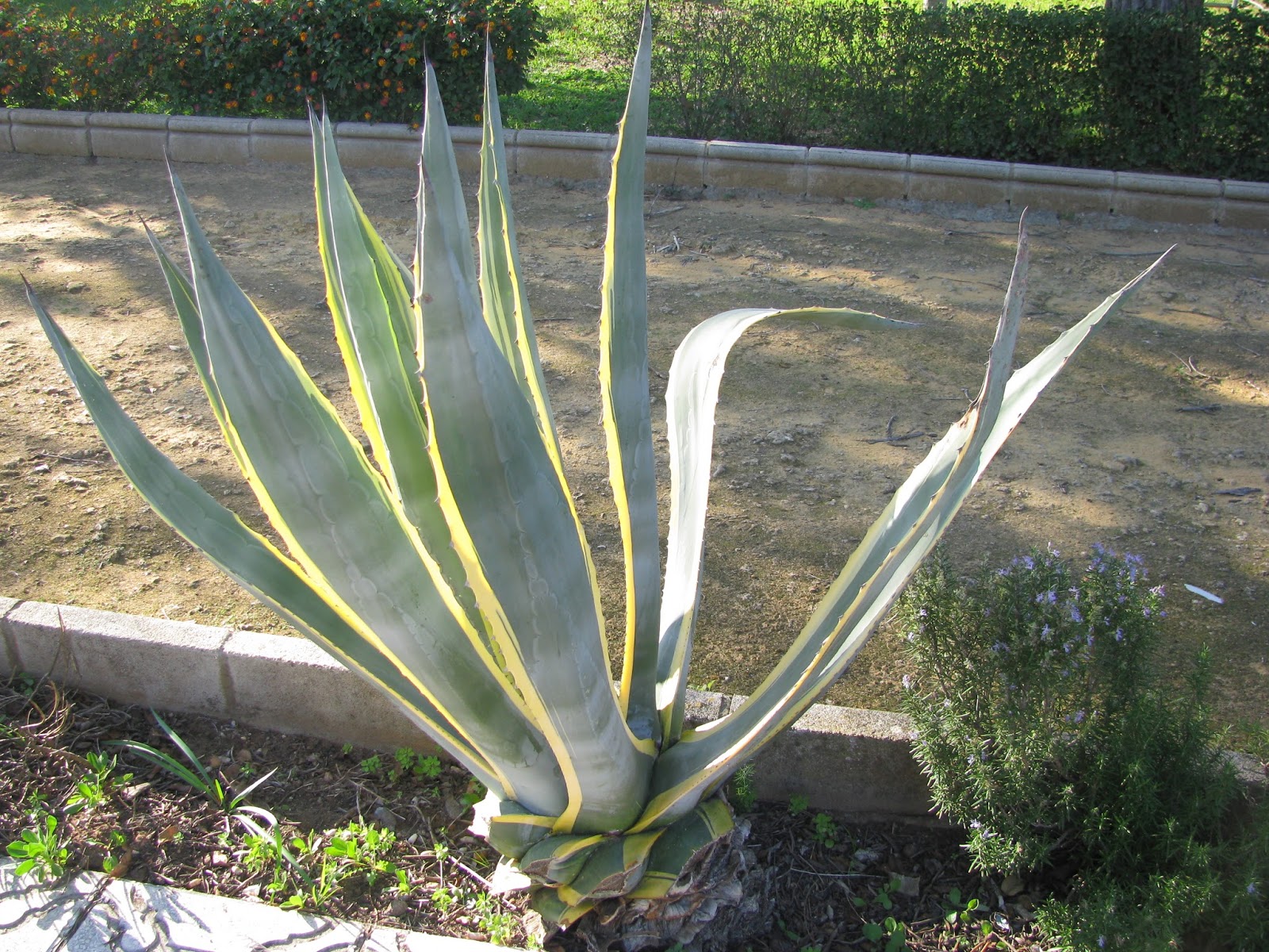 Agave%2Bamericana.JPG