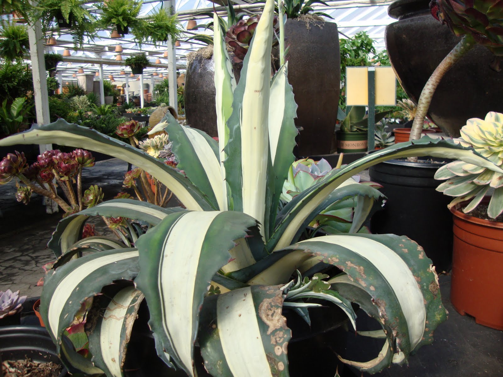 agave%2Bmedio%2Bpicta%2Balba.JPG