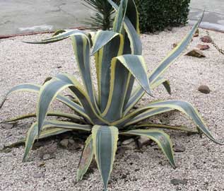 agave-americana-marginata.jpg