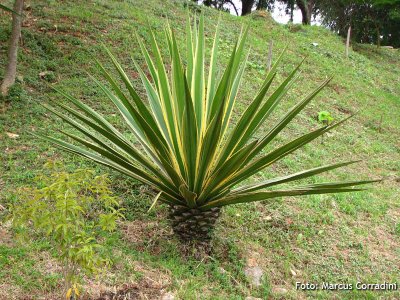agave-americana-marginata-pita-gnosisonline.jpg