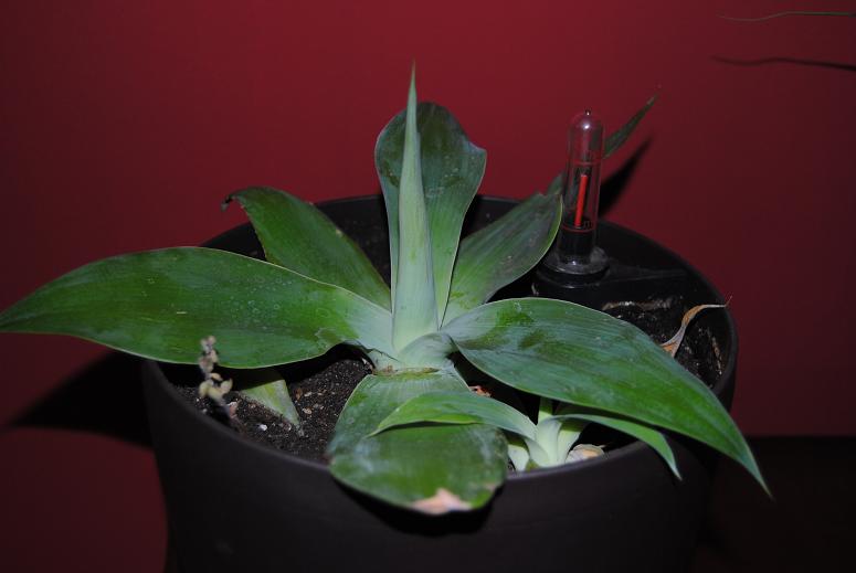 agave+attenuata.JPG