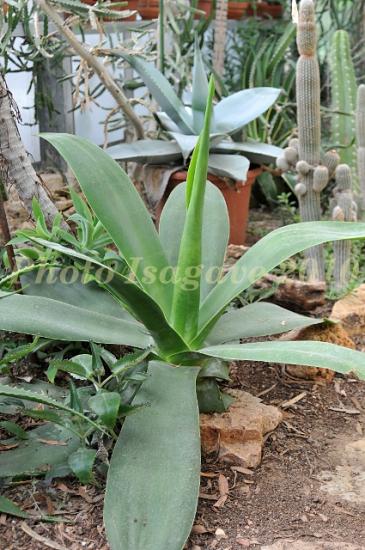 Agave-ellemeetiana-Isagave1.jpg