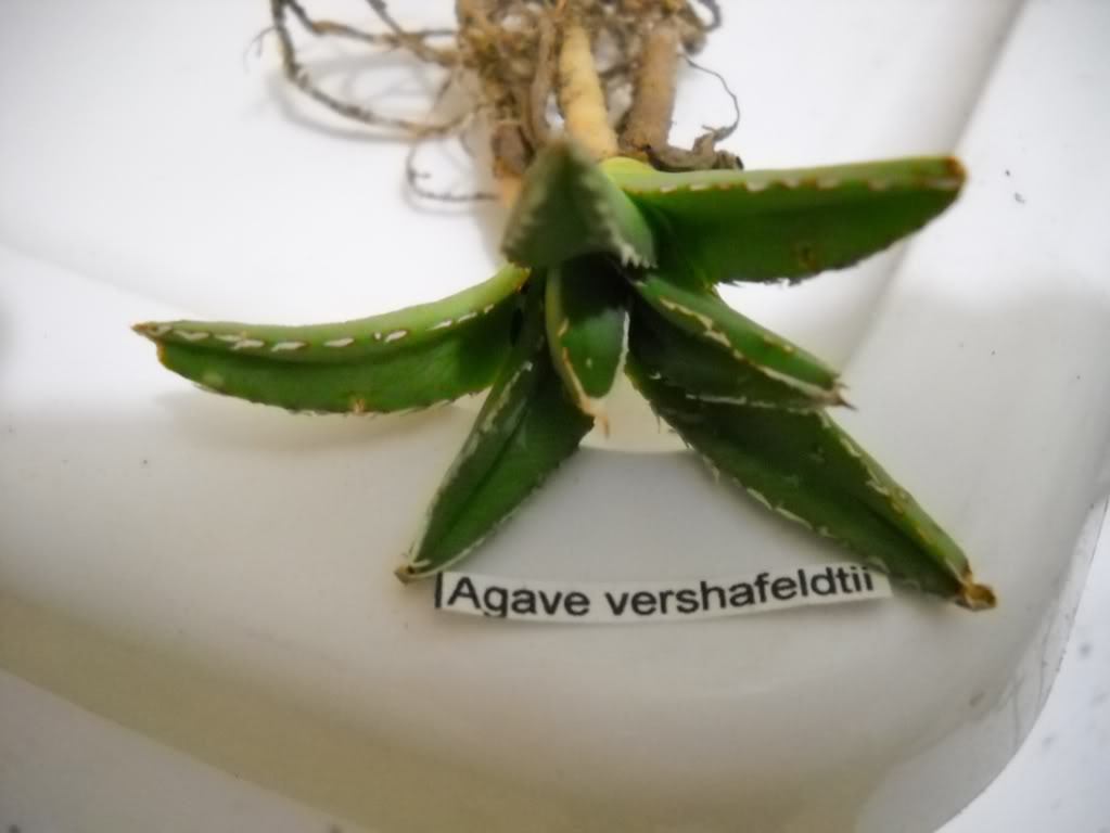 agave.jpg
