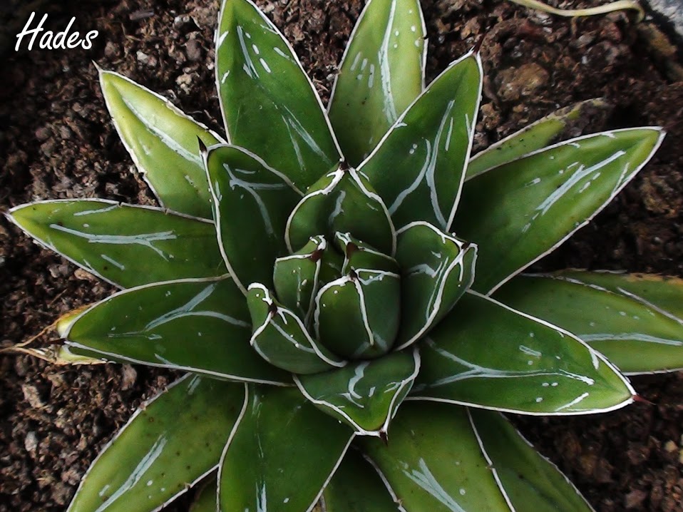 agave.jpg