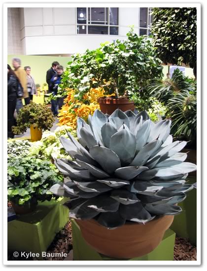 agave1.jpg