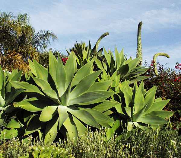 Agave_%20attenuata.jpg