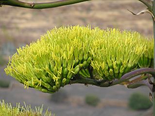 agave_americana2.jpg