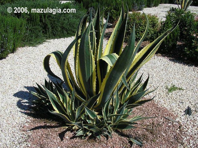 agave_americana_marginata_01.jpg