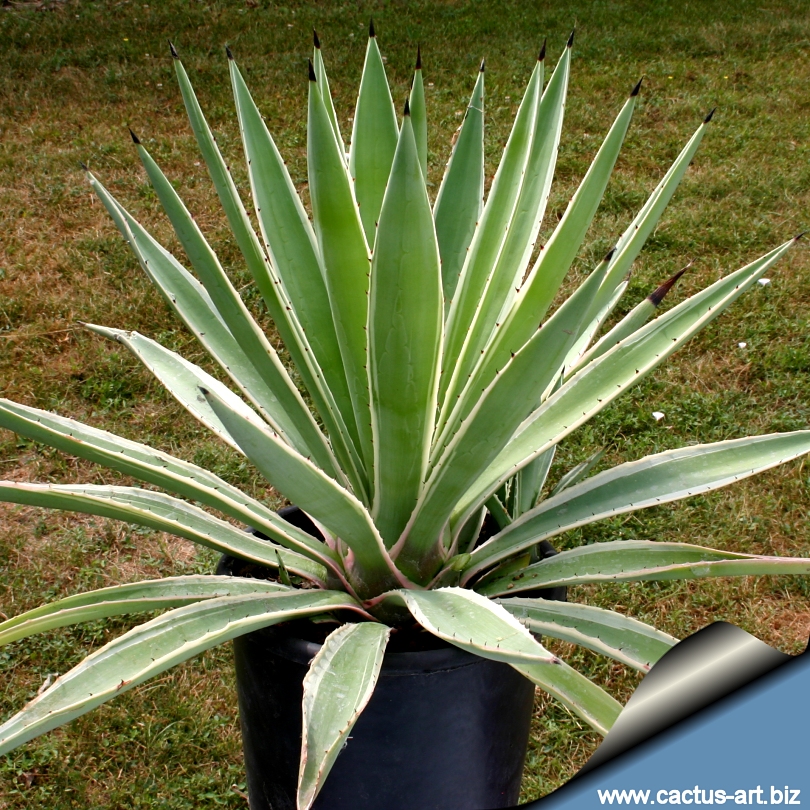 Agave_angustifolia_marginata_810.jpg