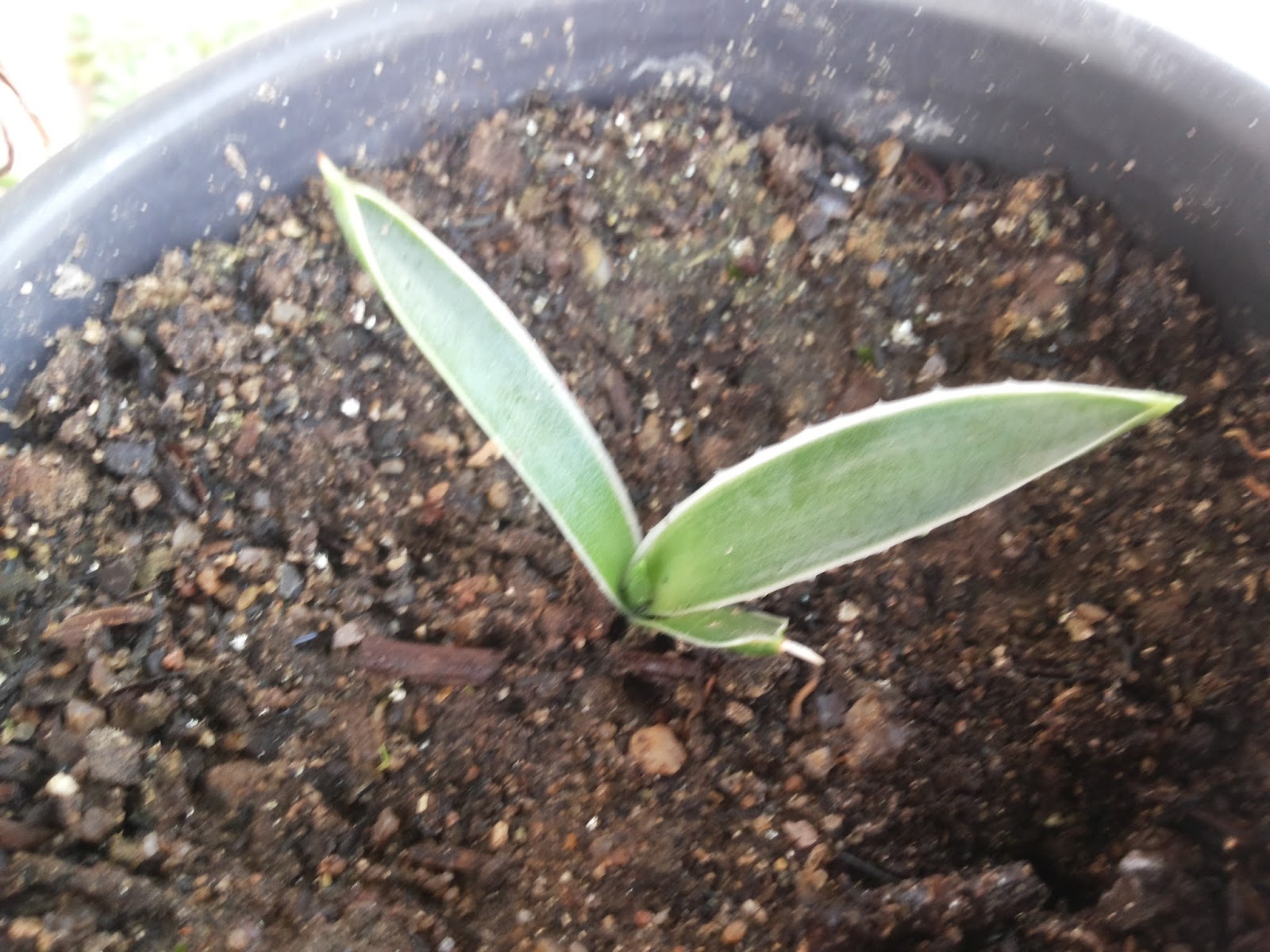 agave_angustifolia_var._marginata_01.jpg