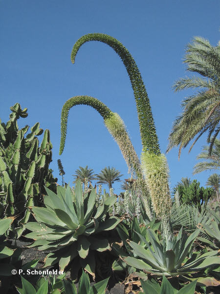 Agave_attenuata.jpg
