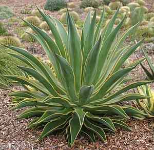 Agave_desmetianaVar.jpg