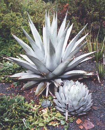 Agave_havardiana_A_parryii_v_huachusensis_small.jpg