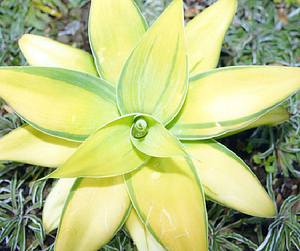 Agave_Karas_Stripes.jpg