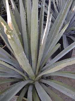Agave_tequilana.jpg