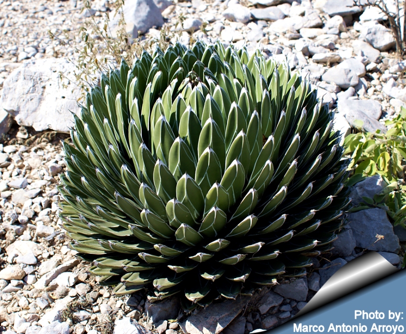 Agave_victoria_reginae_habitat_810.jpg