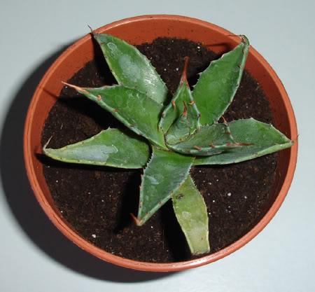 agavemontana06_2008.jpg