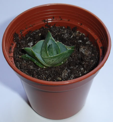agavepumila07_2008-1.jpg