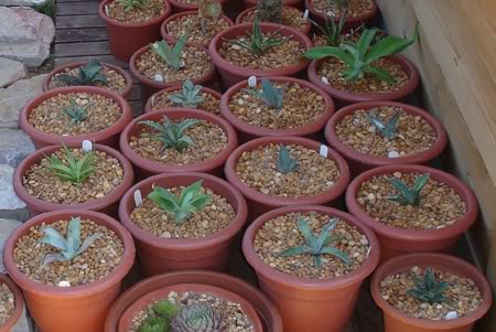 agaves08_2008.jpg