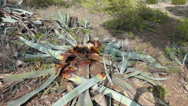 agaves_muertos.jpg