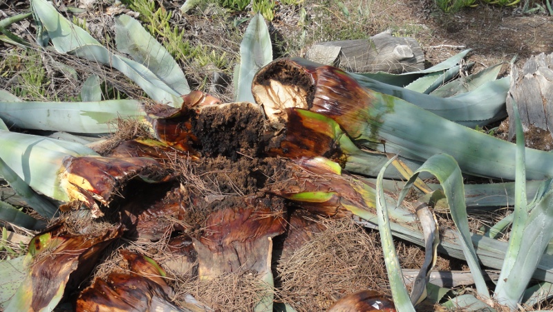 agaves_muertos1.jpg