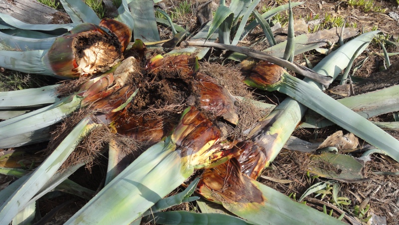 agaves_muertos2.jpg