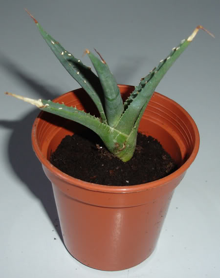 agaveutahensisdiscreta02_2008.jpg