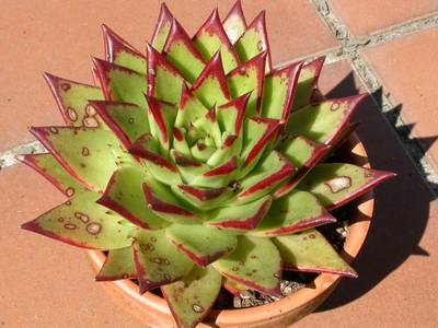 agavoides.jpg