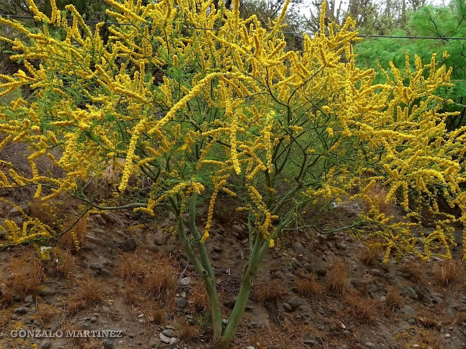 agenes+arboles+flores+plantas+Brea+Cercidium+praecox+photos+images+pictures+plants+trees+flowers.JPG