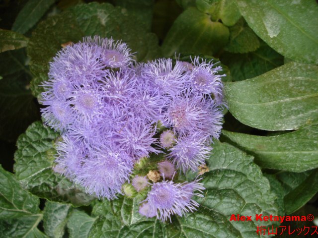 Ageratum%20houstonianum.jpg