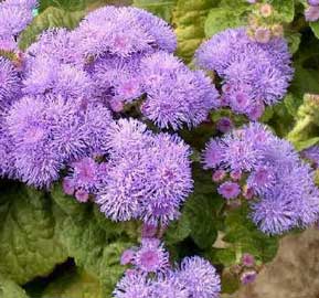 ageratum-houstonianum.jpg