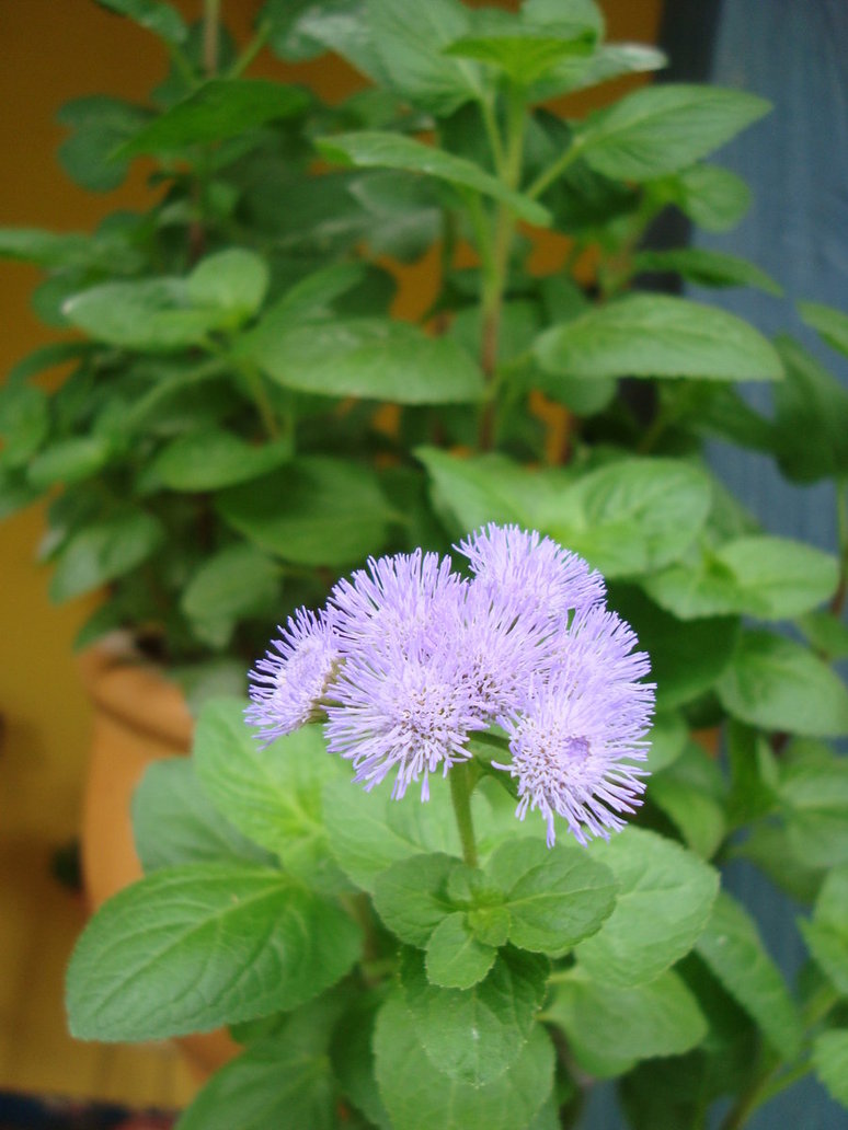 ageratum_by_cerezoinwonderland-d48zk6c.jpg