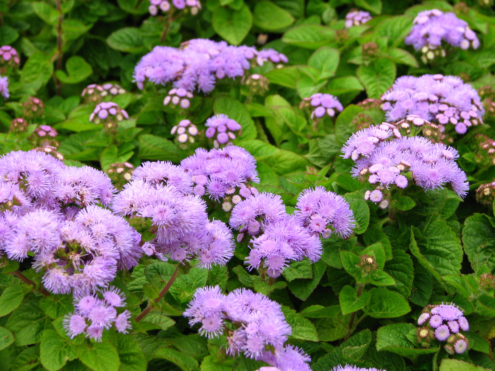 Ageratum_houstonianum_(in_a_flowerbed)_01.jpg