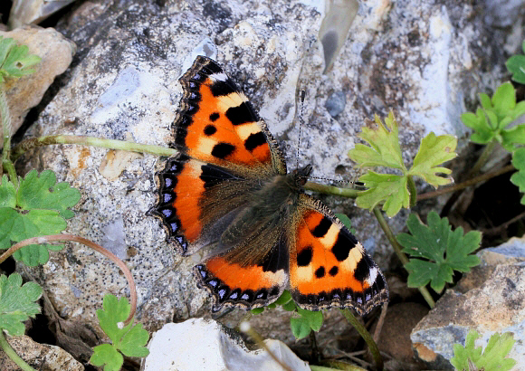 Aglais%20urticae%201180-002b.jpg