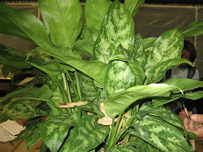 Aglaonema%20commutatum.JPG