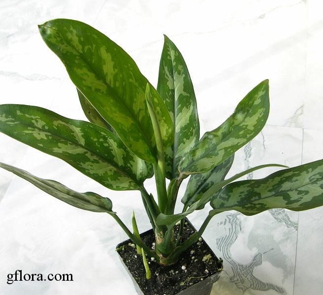 aglaonema_commutatum.jpg