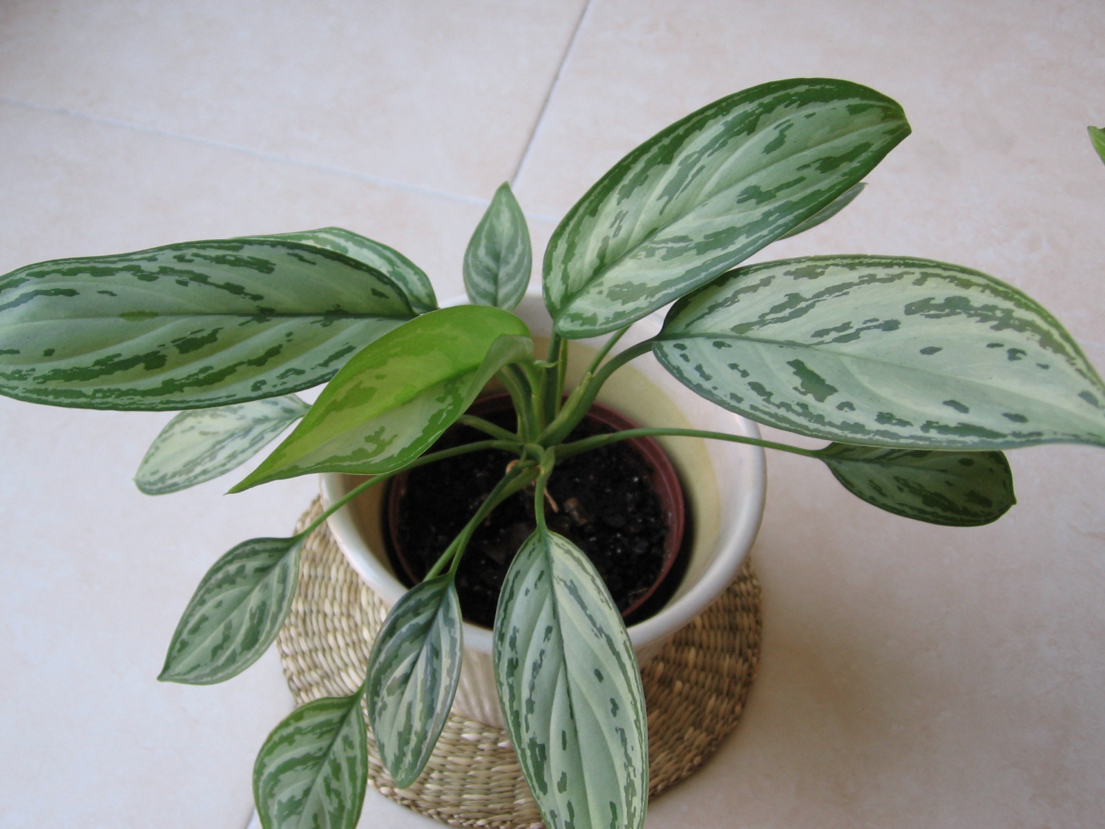 Aglaonema_commutatum_'Silver_Queen'_01.jpg