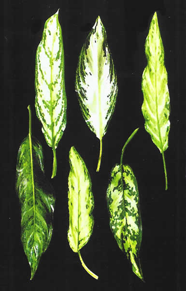 AglaonemaVarieties.jpg