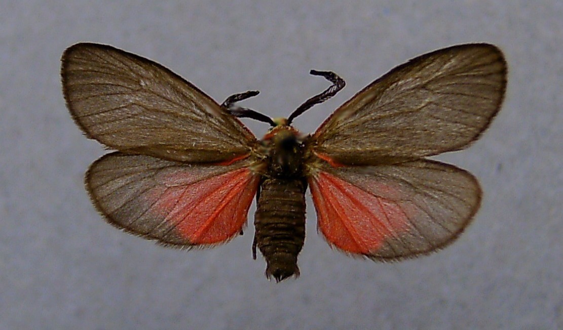 Aglaope_infausta.jpg