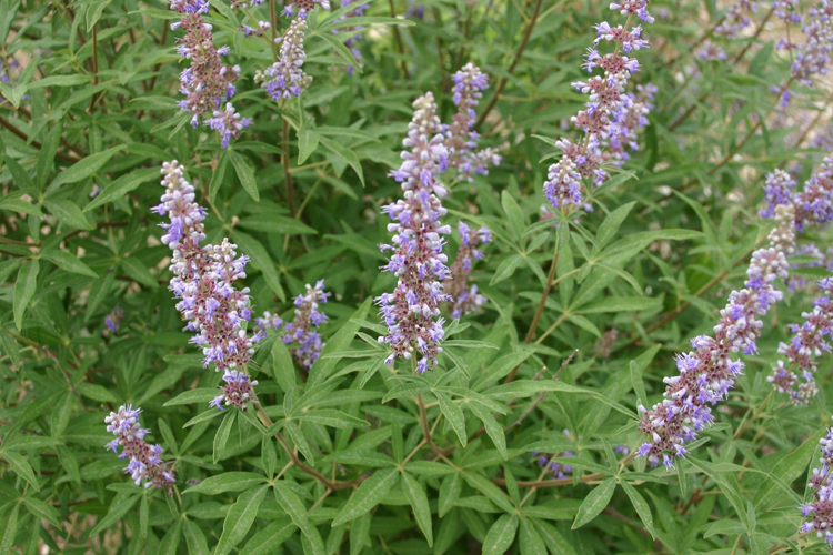 agnus-castus.jpg