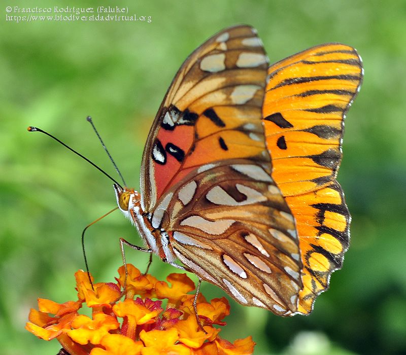 Agraulis-vanillae-maculosa-676739.jpg