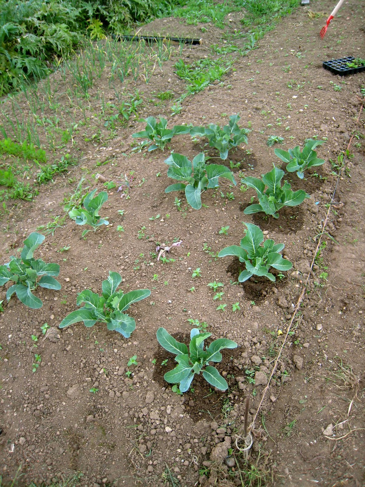 agrikola705.jpg