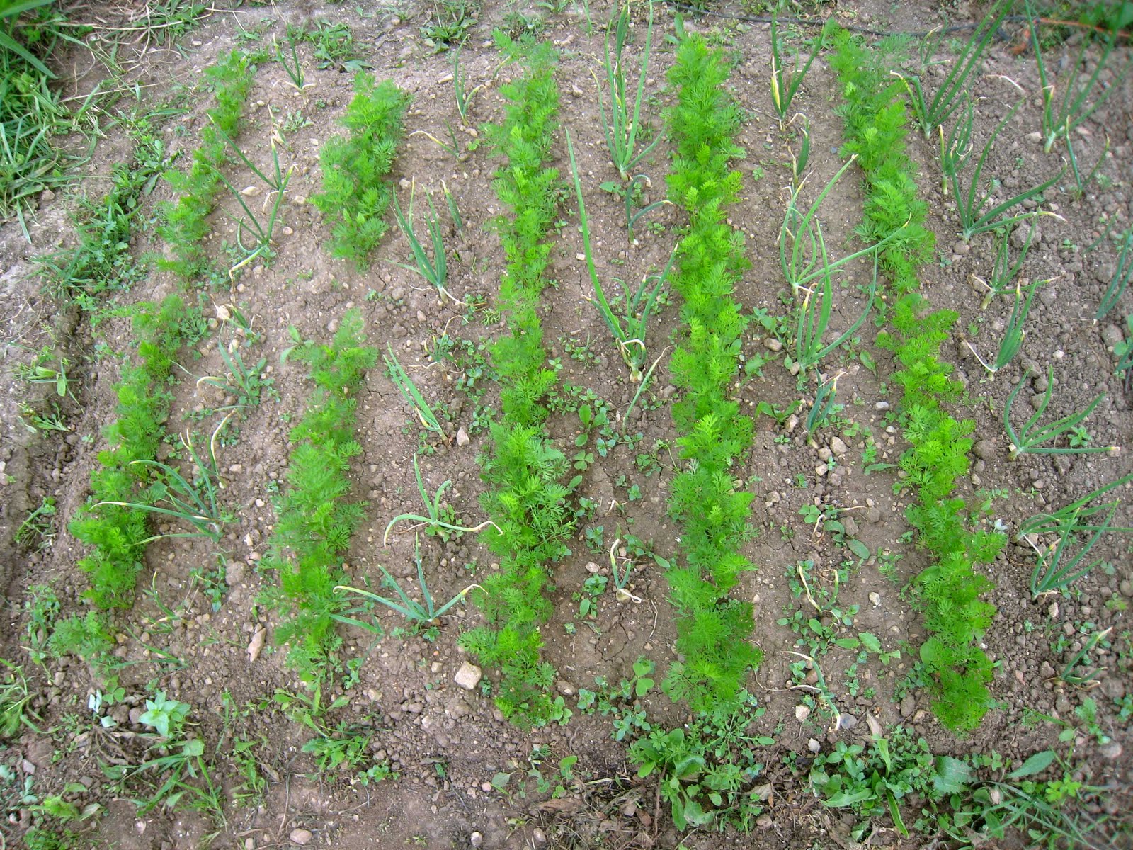agrikola706.jpg