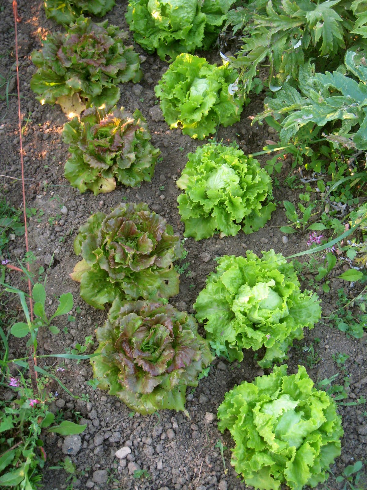 agrikola707.jpg
